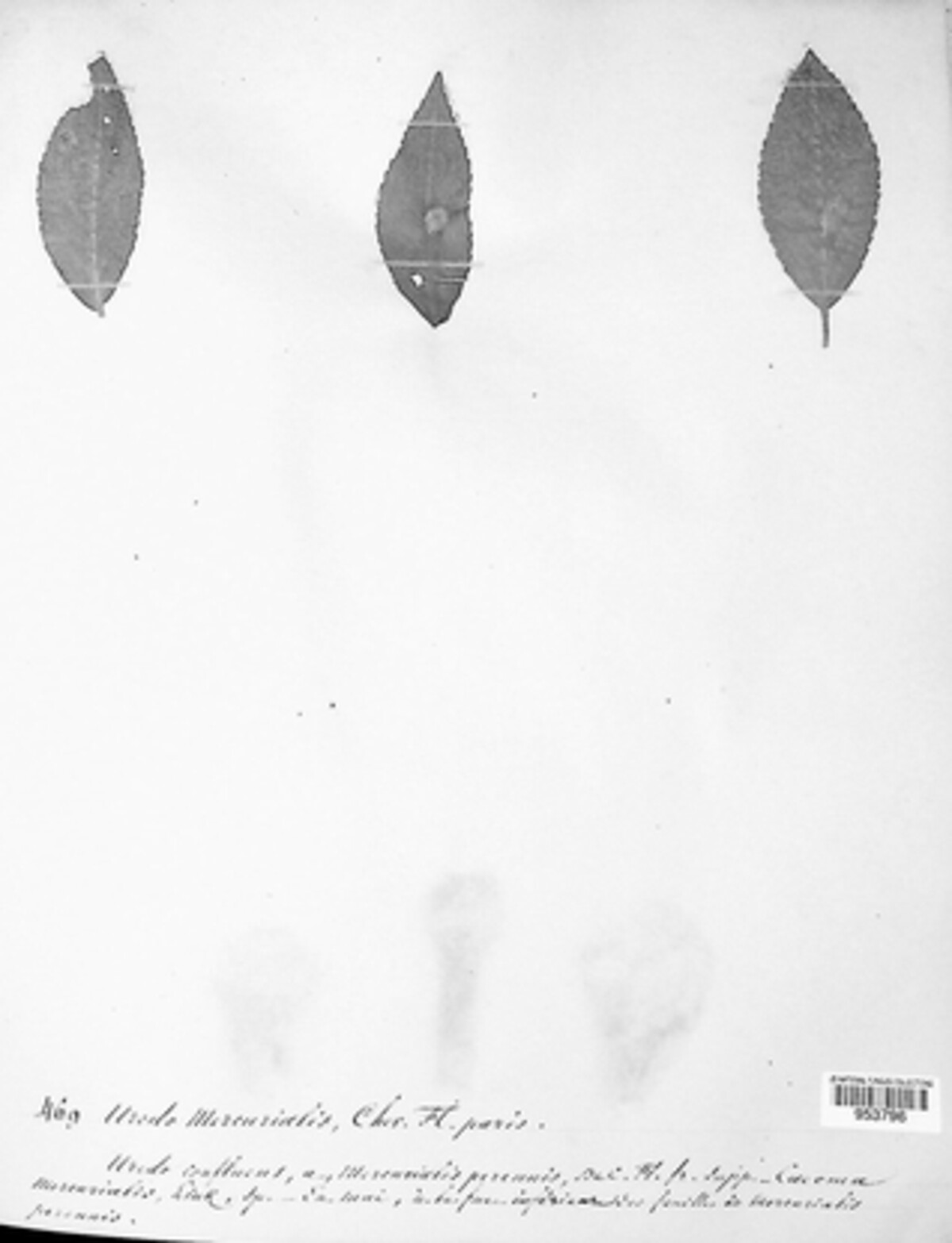 Melampsora rostrupii image